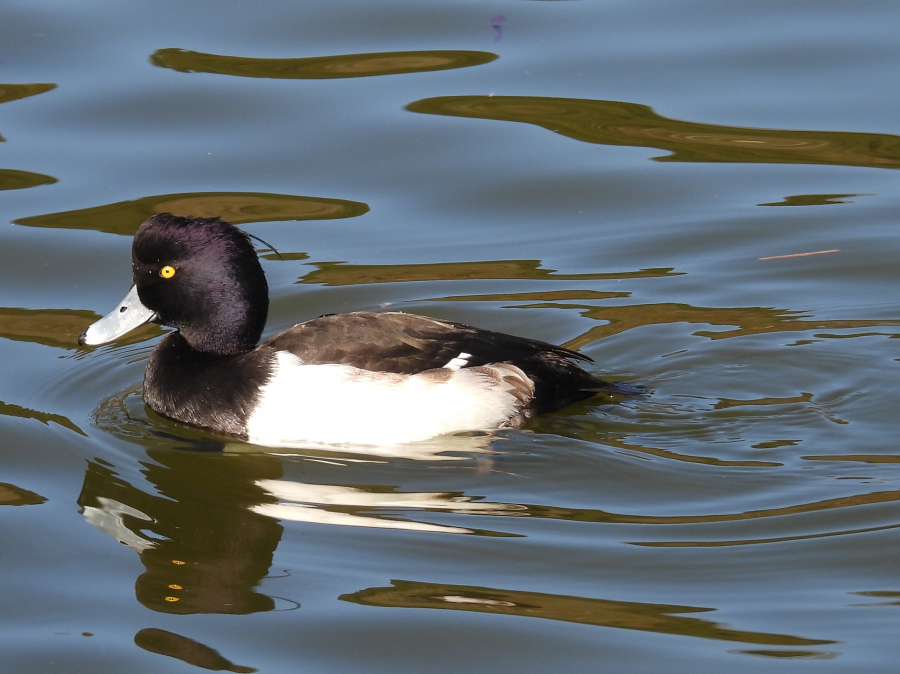 南房総の自然と野鳥ガイドの様子