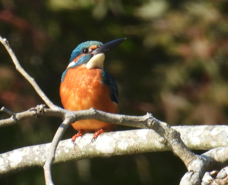 南房総の自然と野鳥ガイドの様子